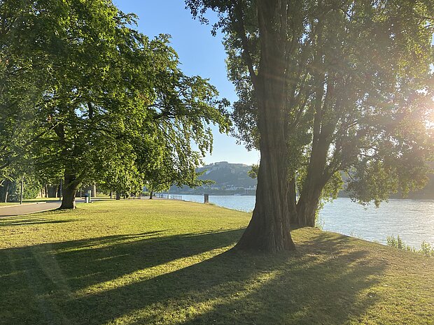 Ein Flussufer mit zwei Bäumen und einer grünen Wiese. Durch die Blätter der Bäume scheint die Sonne.